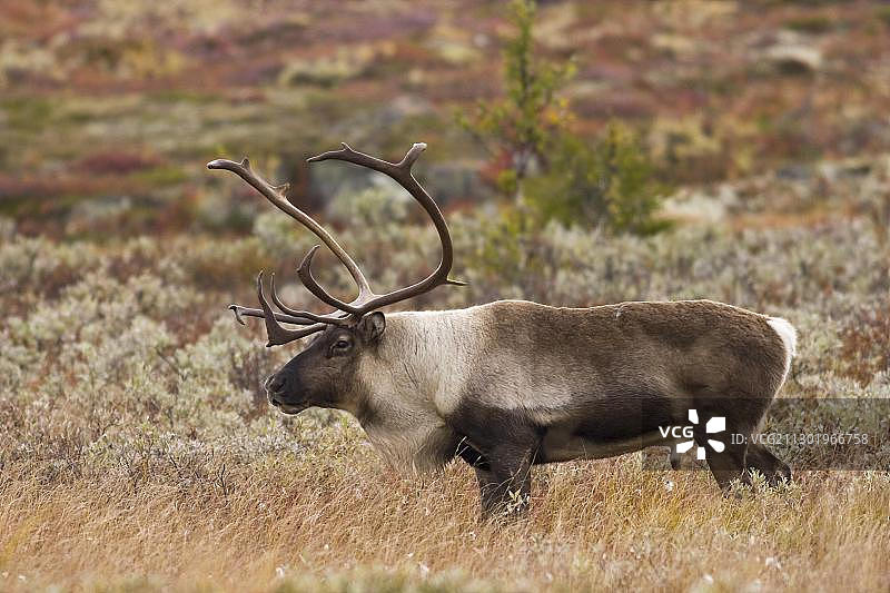 挪威布斯克吕郡诺勒谢尔的野生驯鹿图片素材