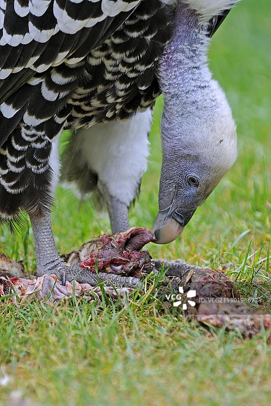 兀鹫（Gyps rueppelli）以腐肉为食图片素材