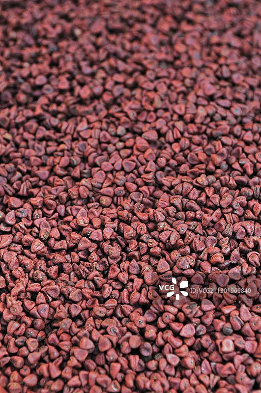 红木种子，用于提取胭脂树红素，玻利维亚卡拉纳维图片素材