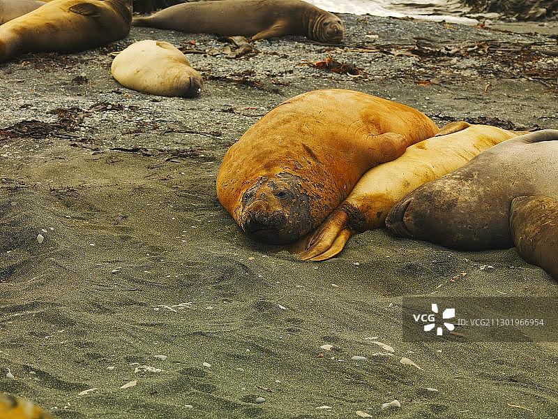 澳洲南极洲麦夸里岛上的南方象海豹图片素材