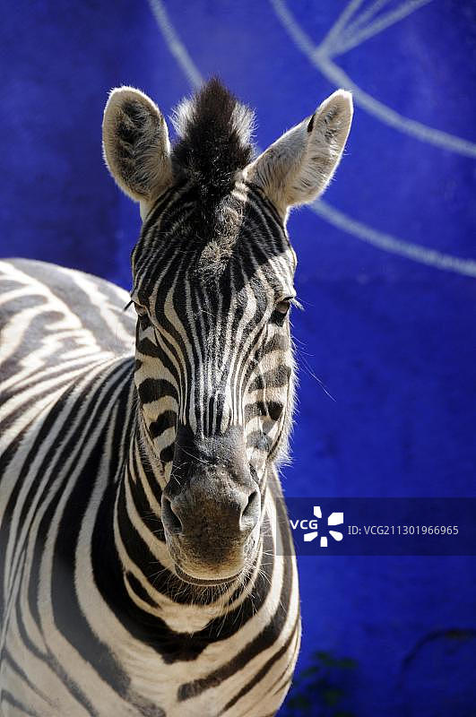 格雷维斑马，动物园，萨尔兰，德国，欧洲图片素材