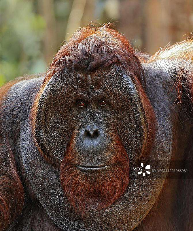 印度尼西亚加里曼丹中部丹戎 पुting国家公园的婆罗洲猩猩图片素材