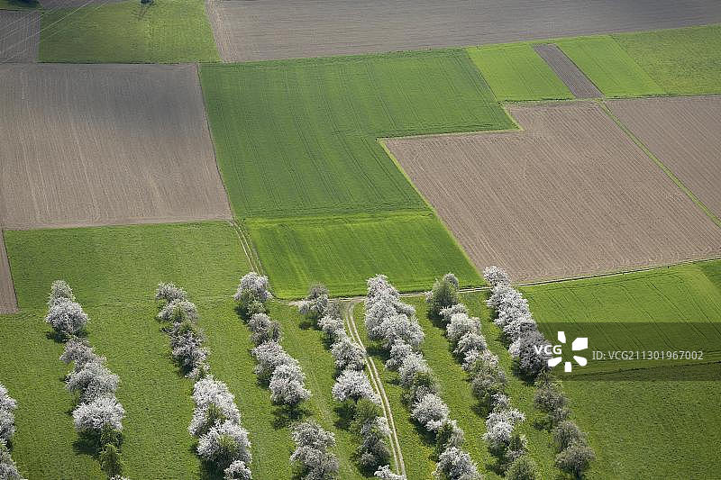 奥地利卡林西亚德劳塔尔河谷：伦多夫附近的盛开果树航拍图片素材