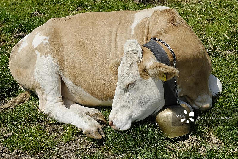 正在睡觉的牛，脖子上挂着铃铛图片素材