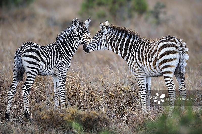格氏斑马（Equus quagga boehmi），两只小马驹互相嗅着，斯威特沃特禁猎区，肯尼亚，非洲图片素材