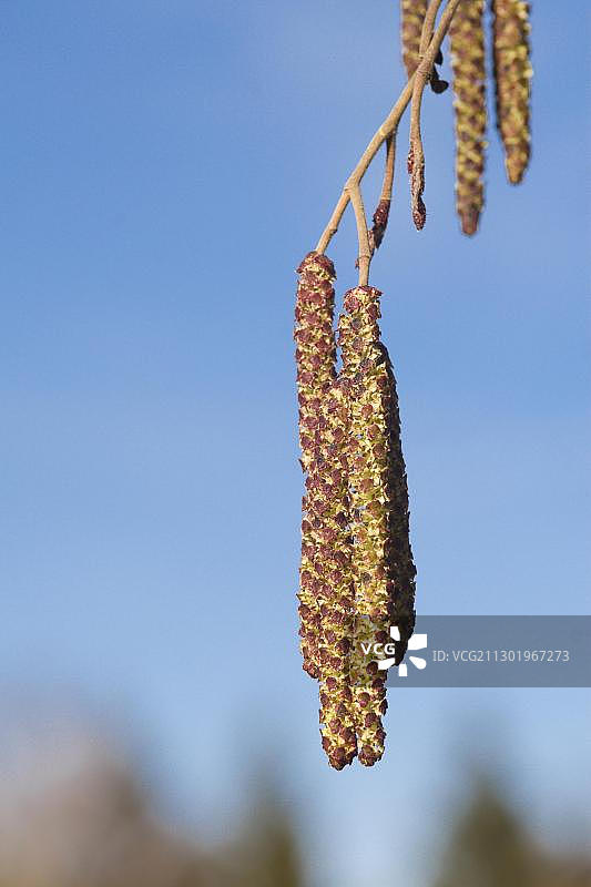德国巴伐利亚奥格斯堡黑桤木花序图片素材