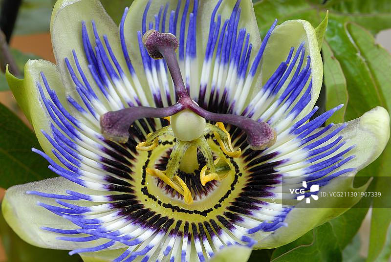 蓝色西番莲或普通西番莲（Passiflora caerulea）图片素材