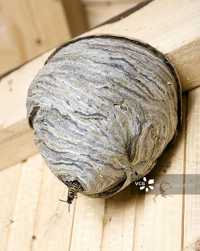 德国黄胡蜂离开阳台下的巢穴图片素材