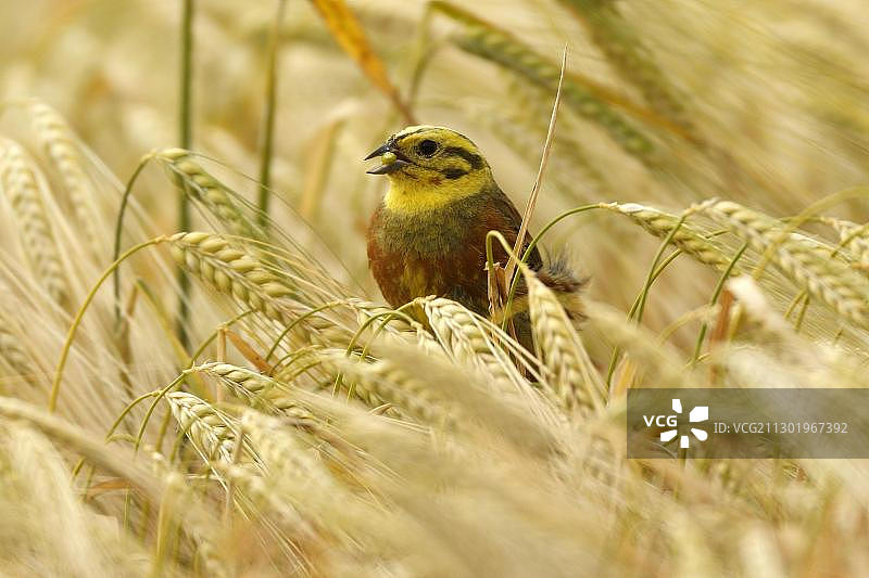 黄雀（Emberiza citrinella）在麦田中，瑞典卡尔马省厄兰岛，斯堪的纳维亚，欧洲图片素材