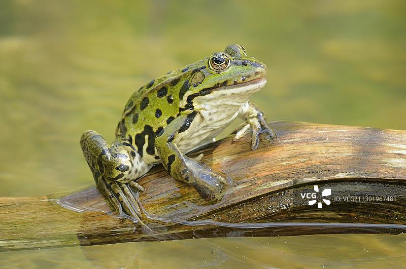 栖息在树枝上的食用蛙（Rana esculenta）图片素材