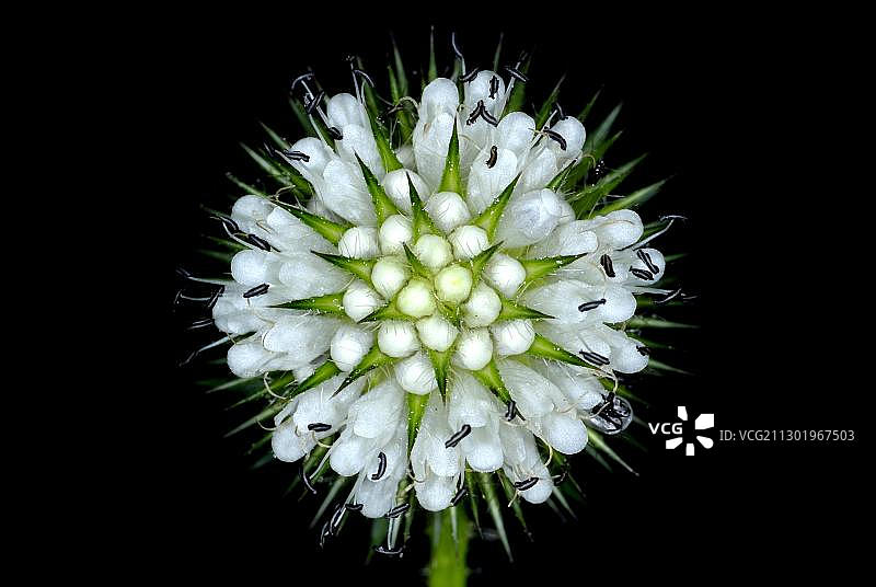 续断科图片素材