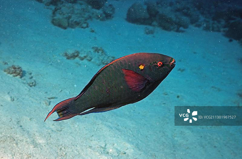 鹦鹉鱼（Scaridae），阿里环礁，马尔代夫，印度洋，亚洲图片素材