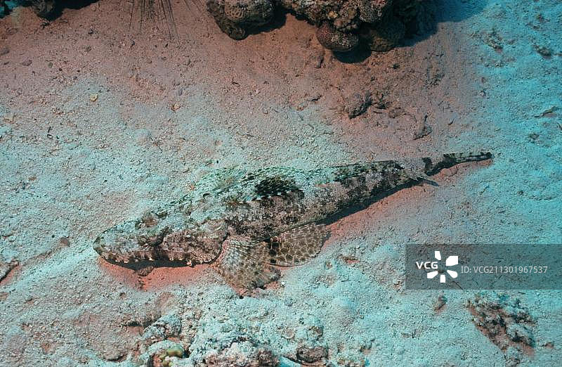 鸭嘴鱼，红海，埃及，非洲图片素材