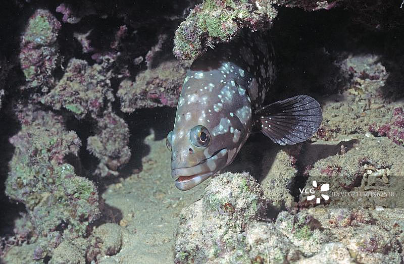 马拉巴石斑鱼，红海，埃及，非洲图片素材