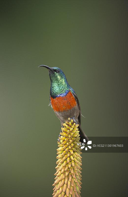 非洲双领太阳鸟（Nectarinia afra），雄性，在南非的花朵上图片素材