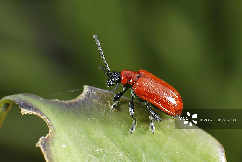 百合红萤叶甲图片素材