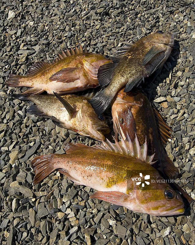 渔民捕获的太平洋岩鱼，美国阿拉斯加州楚加奇国家森林图片素材