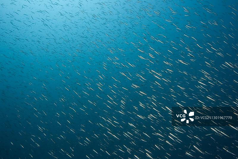 沙丁鱼群，菲律宾，东南亚，亚洲图片素材