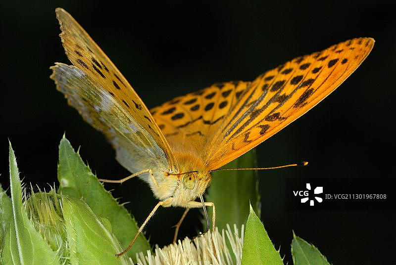 大紫蛱蝶在花朵上图片素材