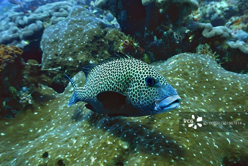 科莫多国家公园的燕雀胡椒鲷（Plectorhinchus chaetodonoides），印度尼西亚，东南亚，亚洲图片素材