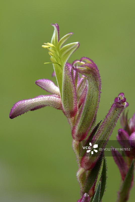 袋鼠爪花图片素材