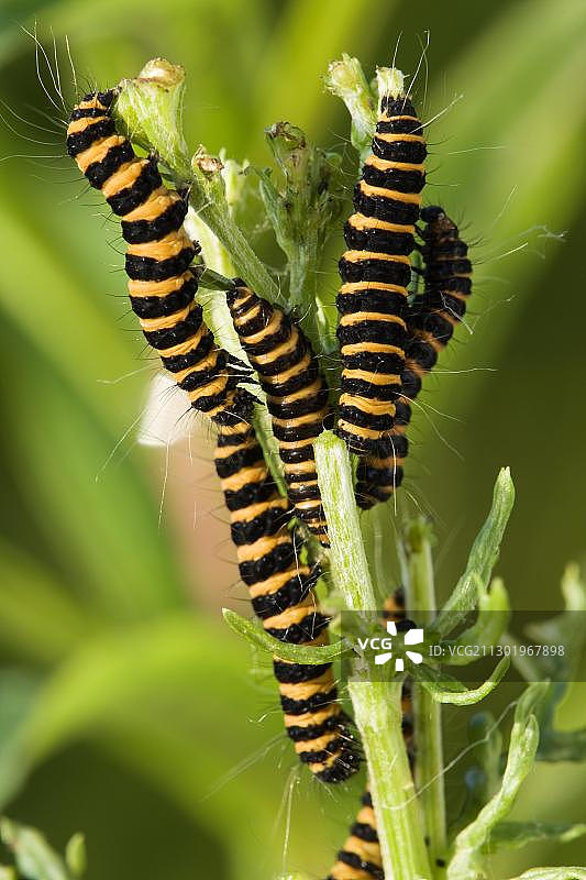 红斑灯蛾毛虫幼虫啃食半食用的千里光图片素材