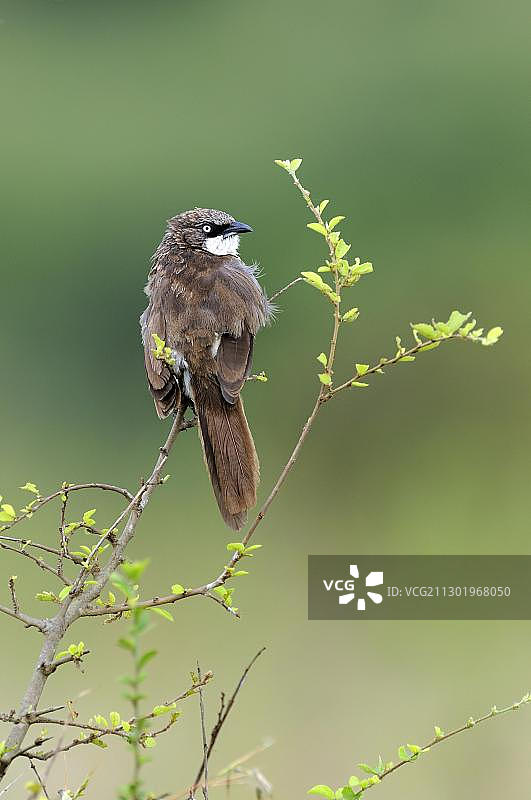 红尾织雀 (Histurgops ruficaudus)，内罗毕国家公园，肯尼亚，非洲图片素材