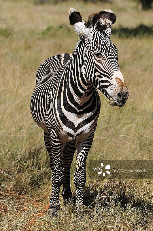 格雷维斑马或帝王斑马，公马，肯尼亚桑布鲁国家保护区，非洲图片素材