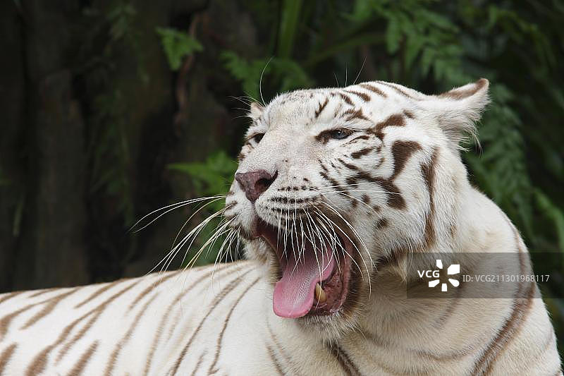 打呵欠的白虎，新加坡动物园图片素材