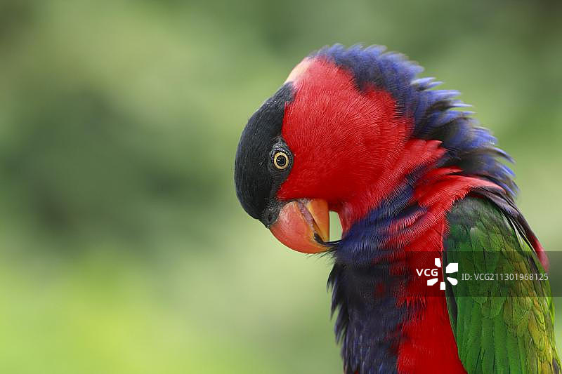 黑帽鹦鹉肖像图片素材