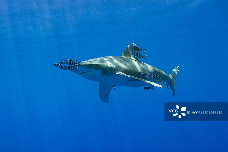 远洋白鳍鲨，红海，埃及，非洲图片素材