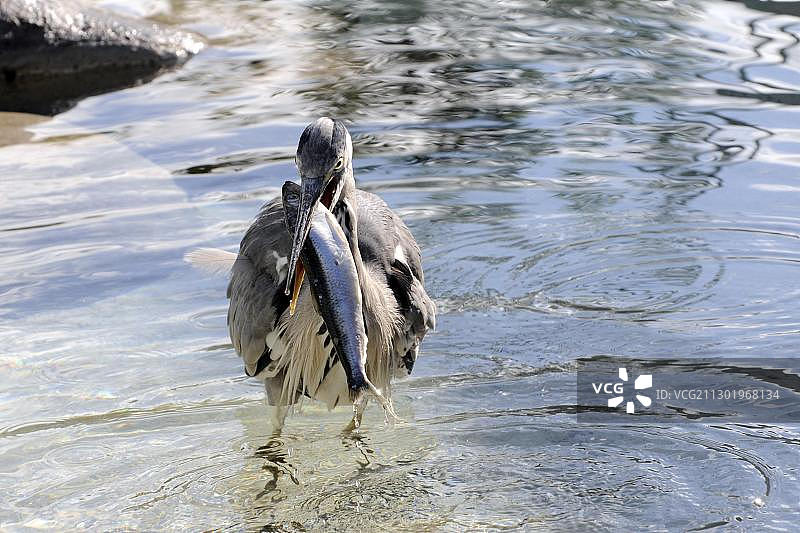 苍鹭，嘴里叼着鱼，德国巴登-符腾堡动物园图片素材
