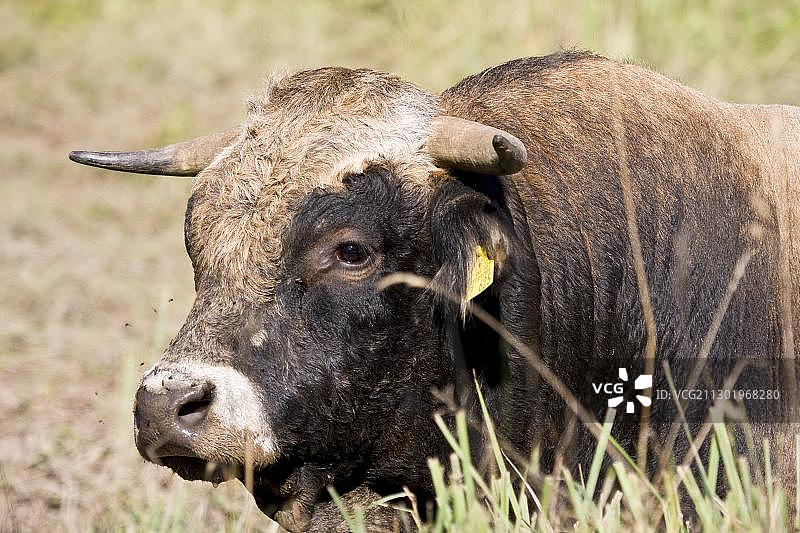 安格斯牛图片素材