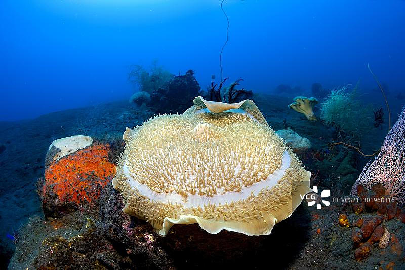 巨型杯状珊瑚附着黑色火山海底图片素材
