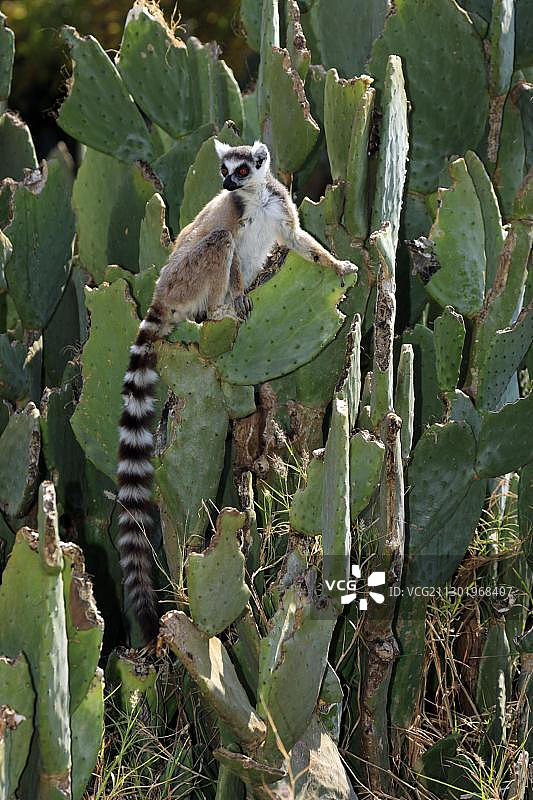 环尾狐猴（Lemur catta），成年个体，在仙人掌上，贝伦蒂禁猎区，马达加斯加，非洲图片素材