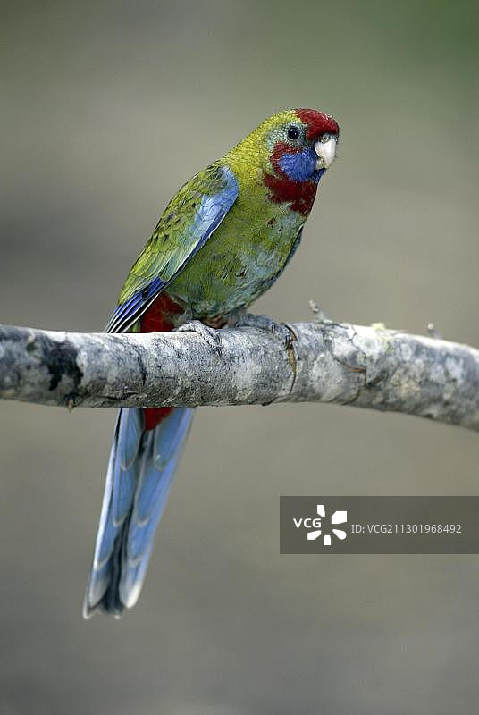 澳大利亚的幼年深红玫瑰鹦鹉图片素材