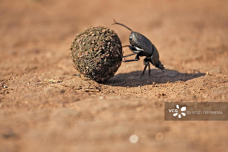 南非马迪克韦国家公园的蜣螂与象粪图片素材