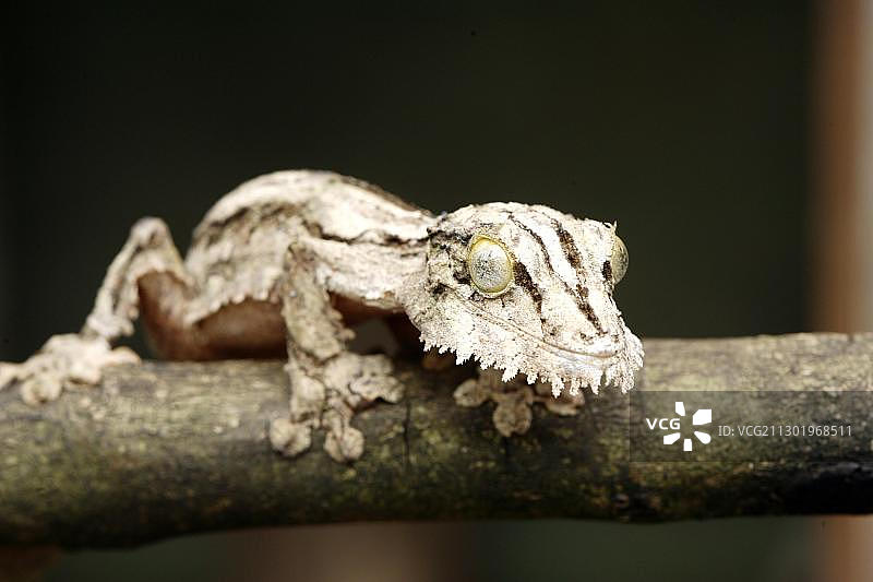 一片尾壁虎（Uroplatus sikorae sikorae），成年个体在树上，马达加斯加，非洲图片素材