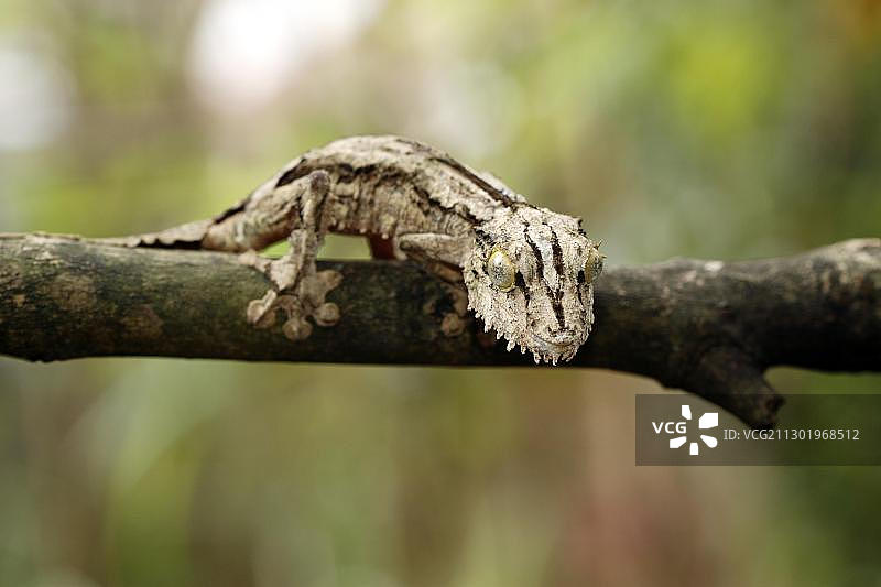 一片尾壁虎（Uroplatus sikorae sikorae），成年个体在树上，马达加斯加，非洲图片素材