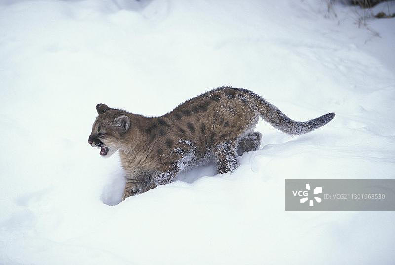 雪地里带有威胁姿态的美洲狮幼崽图片素材