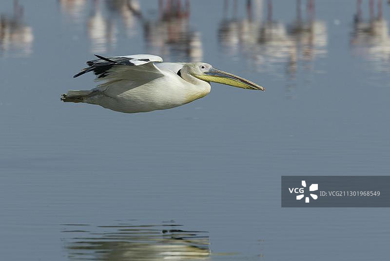 飞行中的成年大白鹈鹕，肯尼亚纳库鲁湖，非洲图片素材