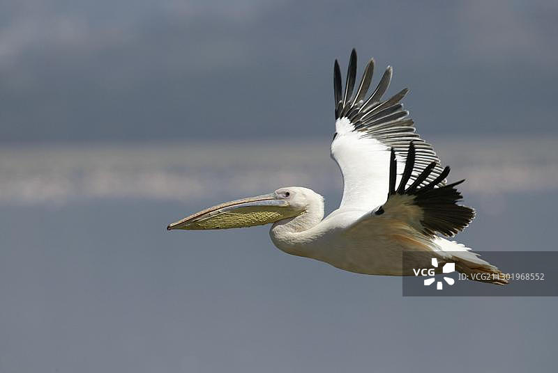飞行中的成年大白鹈鹕，肯尼亚纳库鲁湖，非洲图片素材