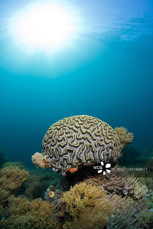 珊瑚礁（迷纹珊瑚），印度尼西亚，东南亚，亚洲图片素材