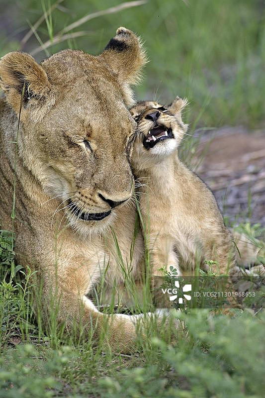 狮子（Panther leo），母狮与幼崽，社交互动，萨比沙禁猎区，南非，非洲图片素材