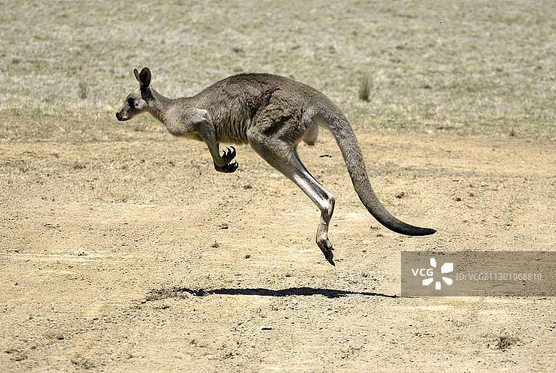 东部灰袋鼠（Macropus giganteus），成年袋鼠跳跃，澳大利亚，大洋洲图片素材
