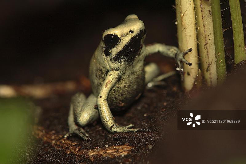 金色箭毒蛙，成年，原产于南非图片素材