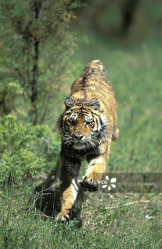 奔跑中的成年西伯利亚虎图片素材