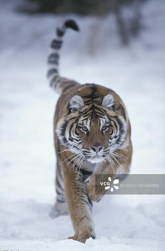 在雪地里跳跃奔跑的亚洲西伯利亚虎图片素材