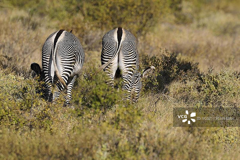 细纹斑马，肯尼亚桑布鲁国家保护区，东非图片素材