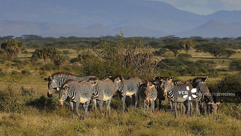 非洲肯尼亚桑布鲁国家保护区的细纹斑马群图片素材